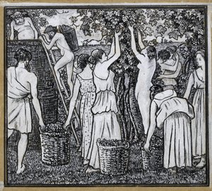 Vendemmia, studio compositivo per un
